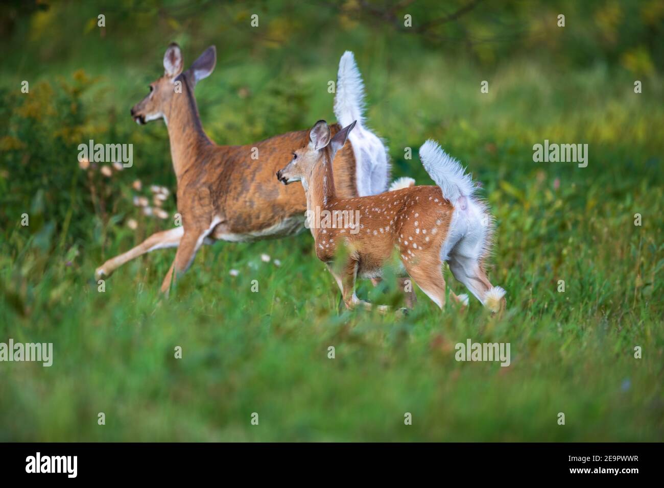Whitetailed doe and fawn fleeing from a meadow in northern Wisconsin