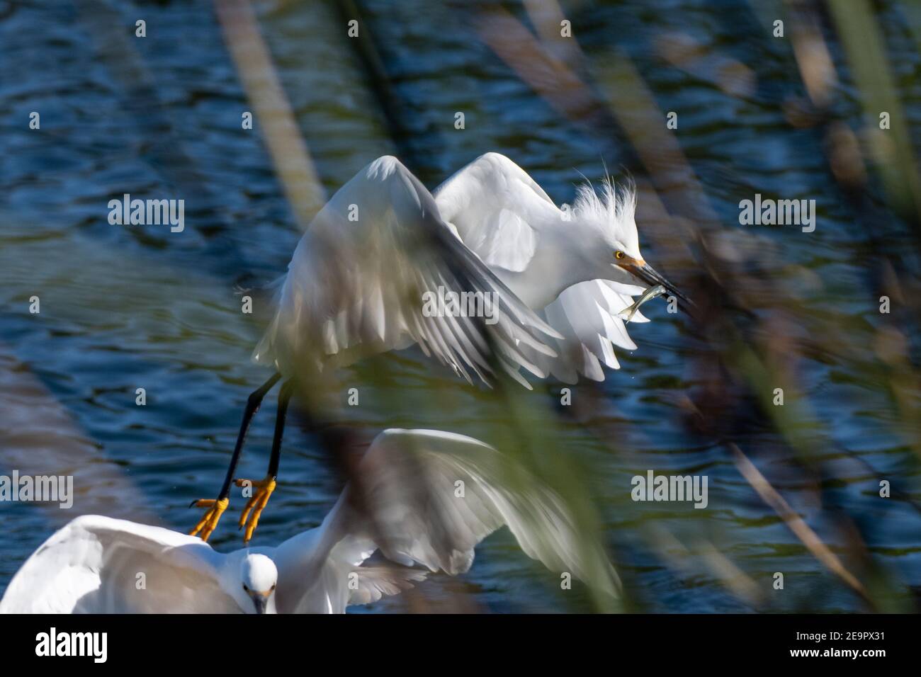 Sunny winter day in Ventura as the Snowy White Egret flies through the pond reeds with a prized catch of fish in its beak. Stock Photo