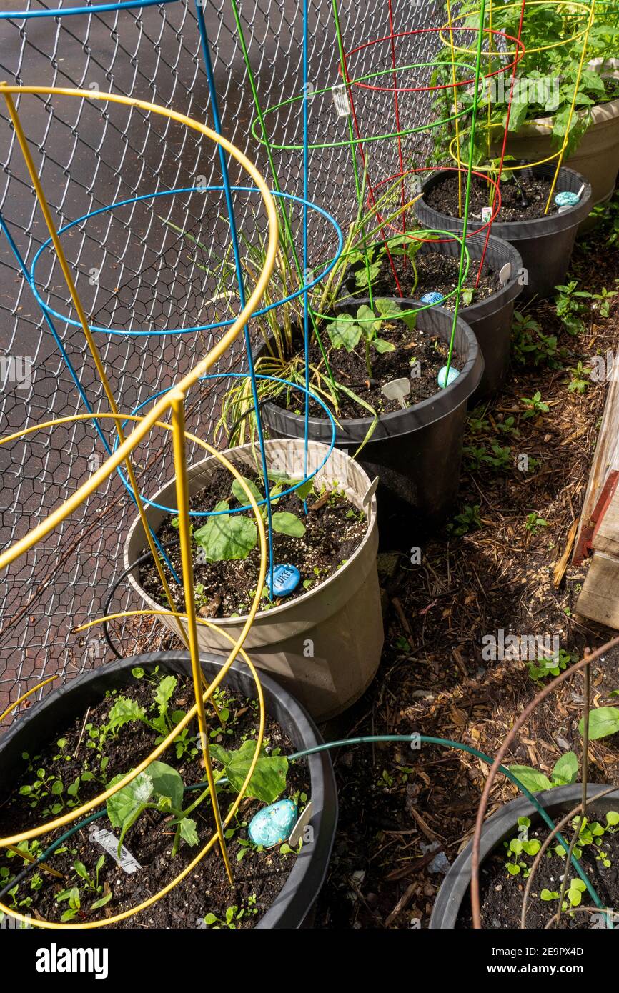 Issaquah, Washington, USA. Cucumber starts growing in large plastic