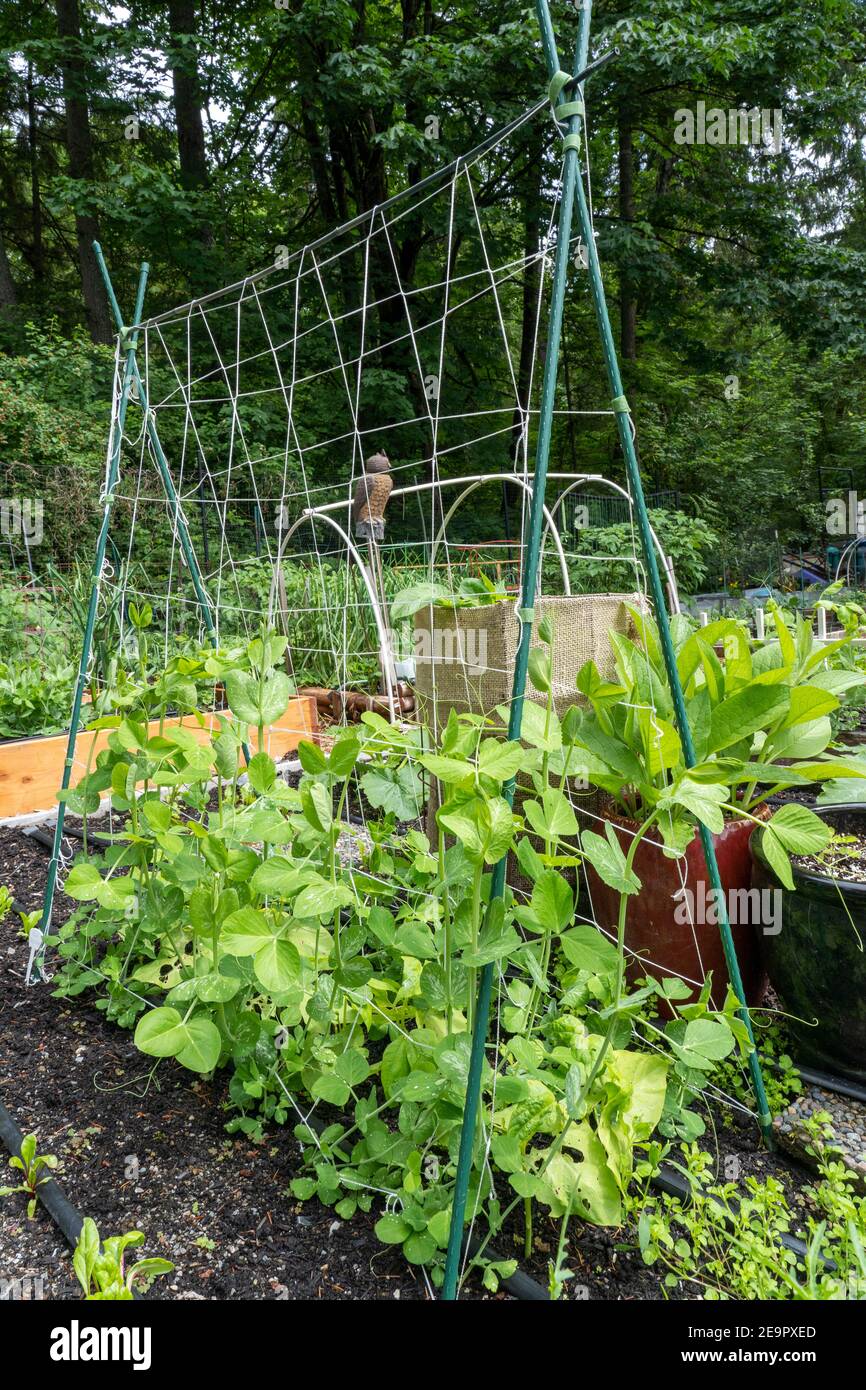 Pea trellis hi-res stock photography and images - Alamy