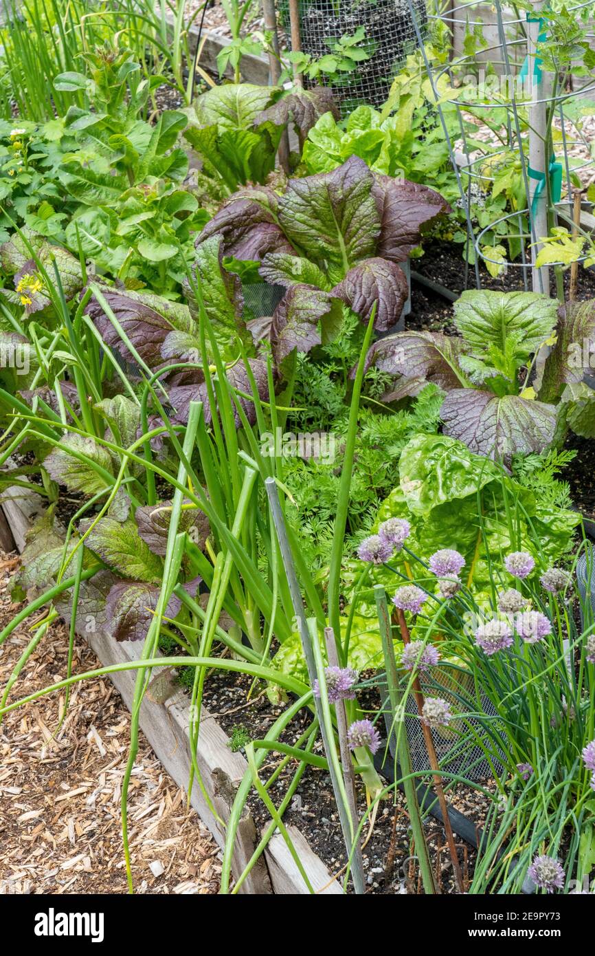 Issaquah, Washington, USA.  Springtime raised bed community garden with Green Wave Mustard Greens, onions, chives, lettuce, potatoes, strawberries and Stock Photo