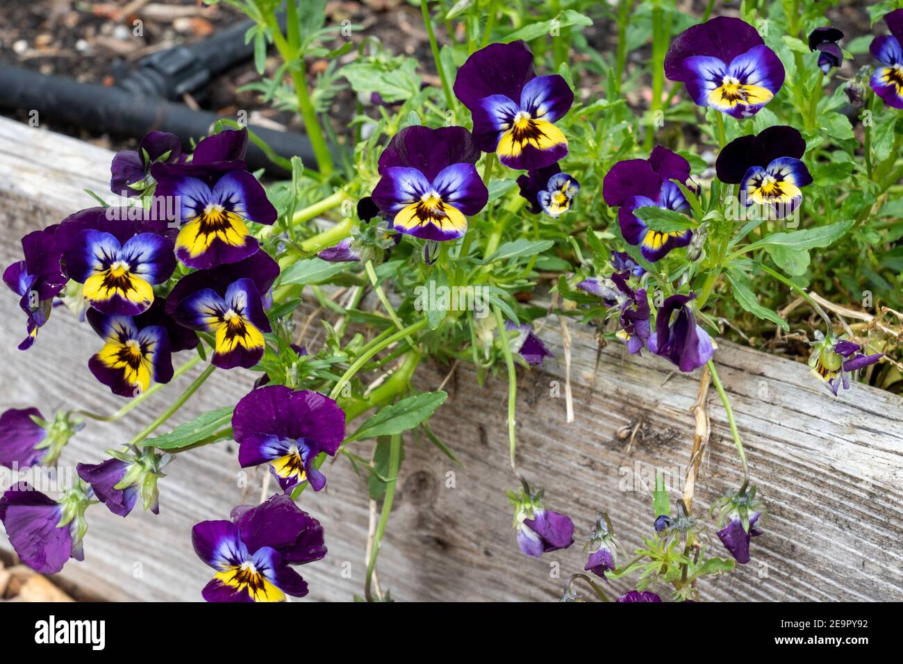 Issaquah, Washington, USA.  Pansies growing in a raised bed garden. Stock Photo