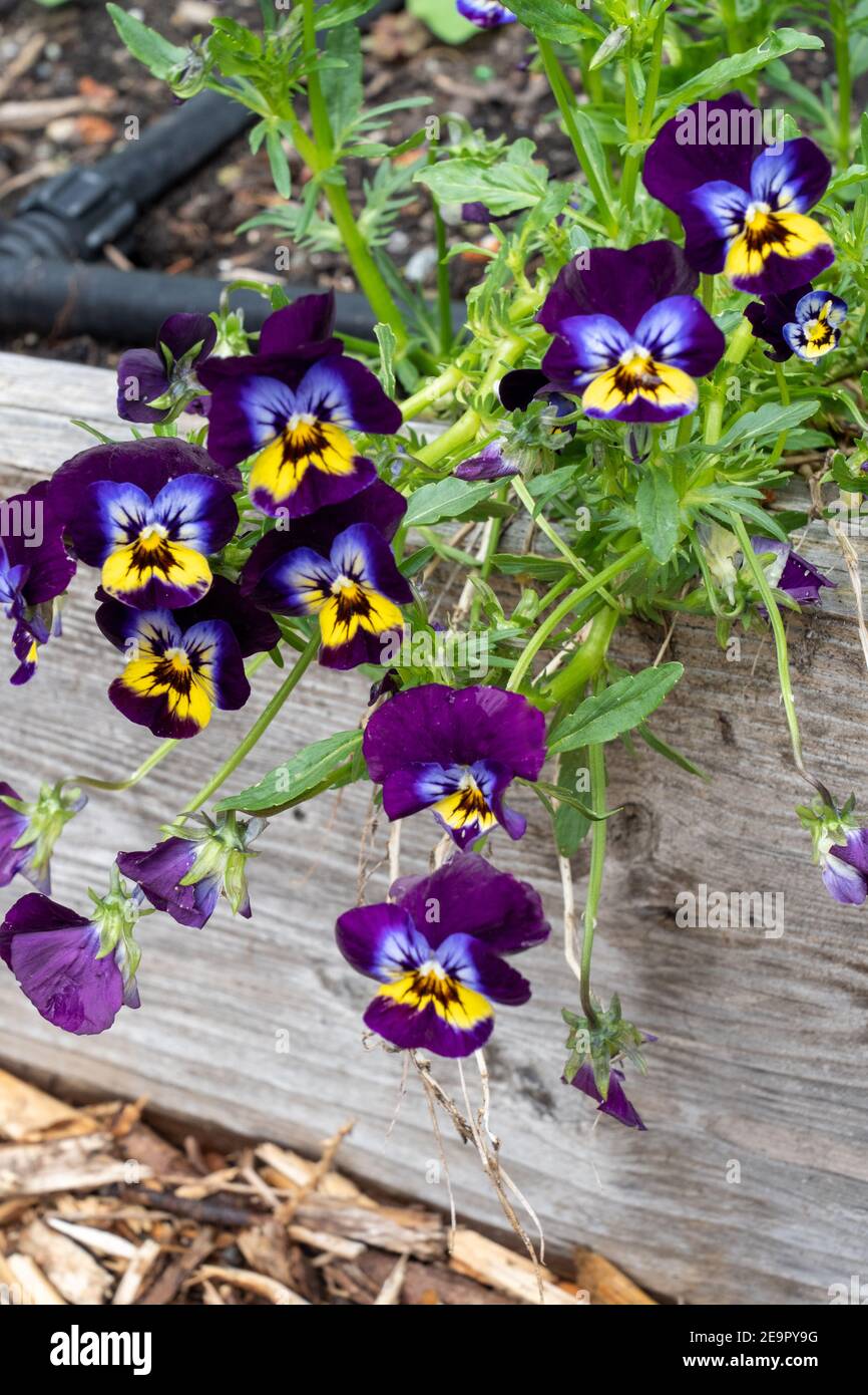 Issaquah, Washington, USA.  Pansies growing in a raised bed garden. Stock Photo