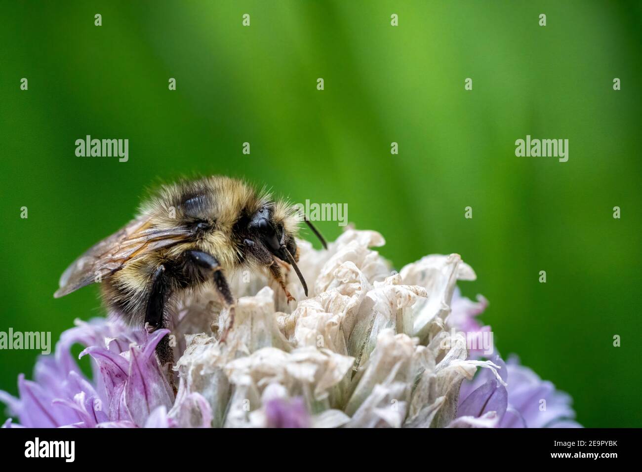 Issaquah, Washington, USA.  Yellow Head Bumblebee (Bombus flavifrons) pollinating a chive blossom Stock Photo