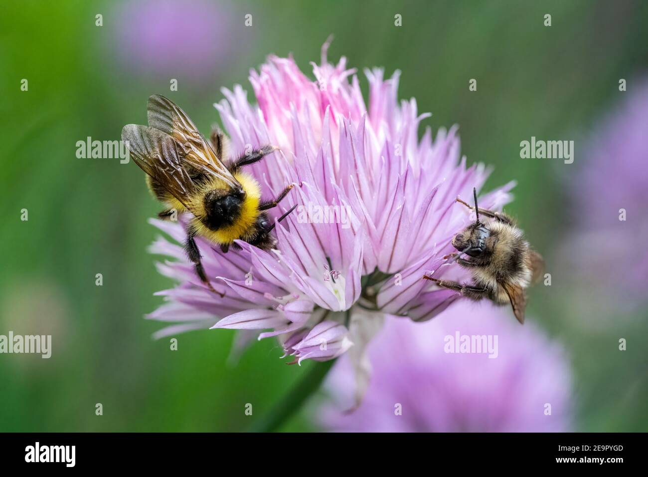 Issaquah, Washington, USA.  Yellow Head Bumblebee (Bombus flavifrons) pollinating a chive blossom Stock Photo
