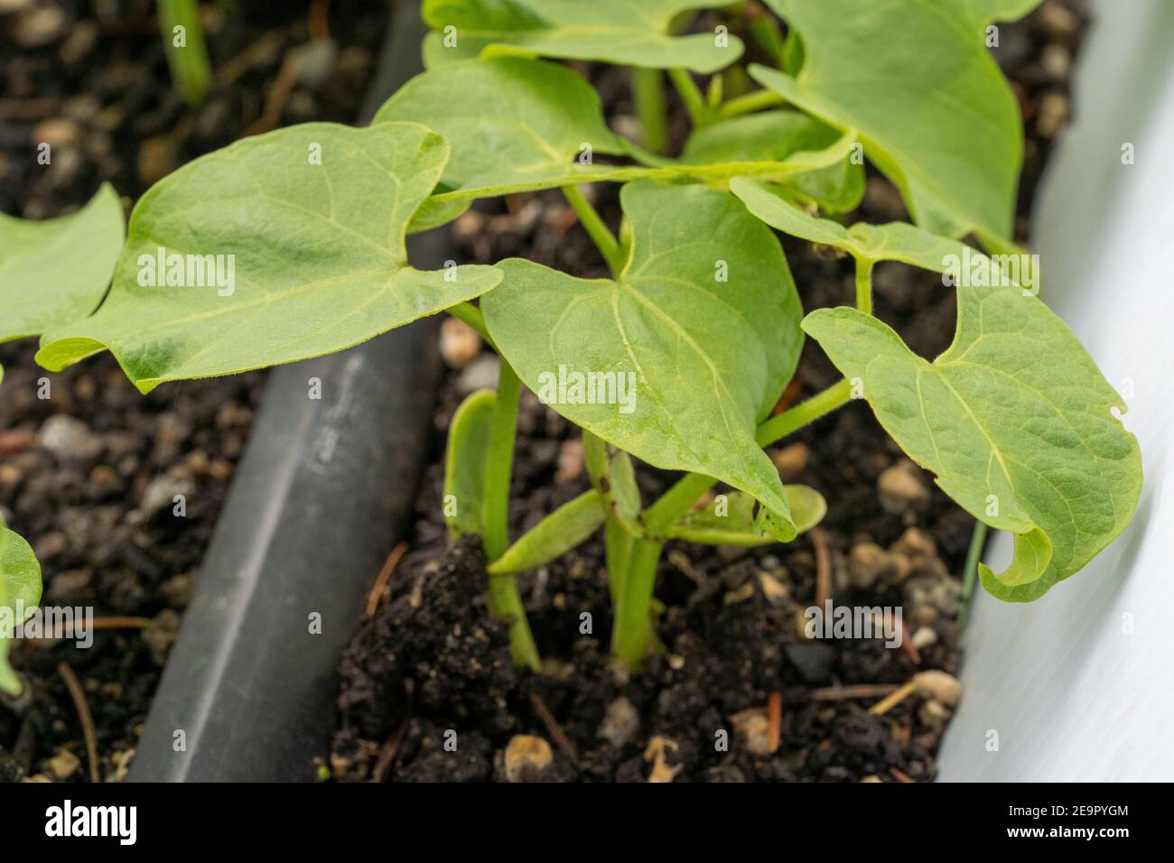 Issaquah, Washington, USA.  Monte Cristo Pole Bean seedlings showing cotyledons, the first leaves produced by plants. Cotyledons are not considered tr Stock Photo