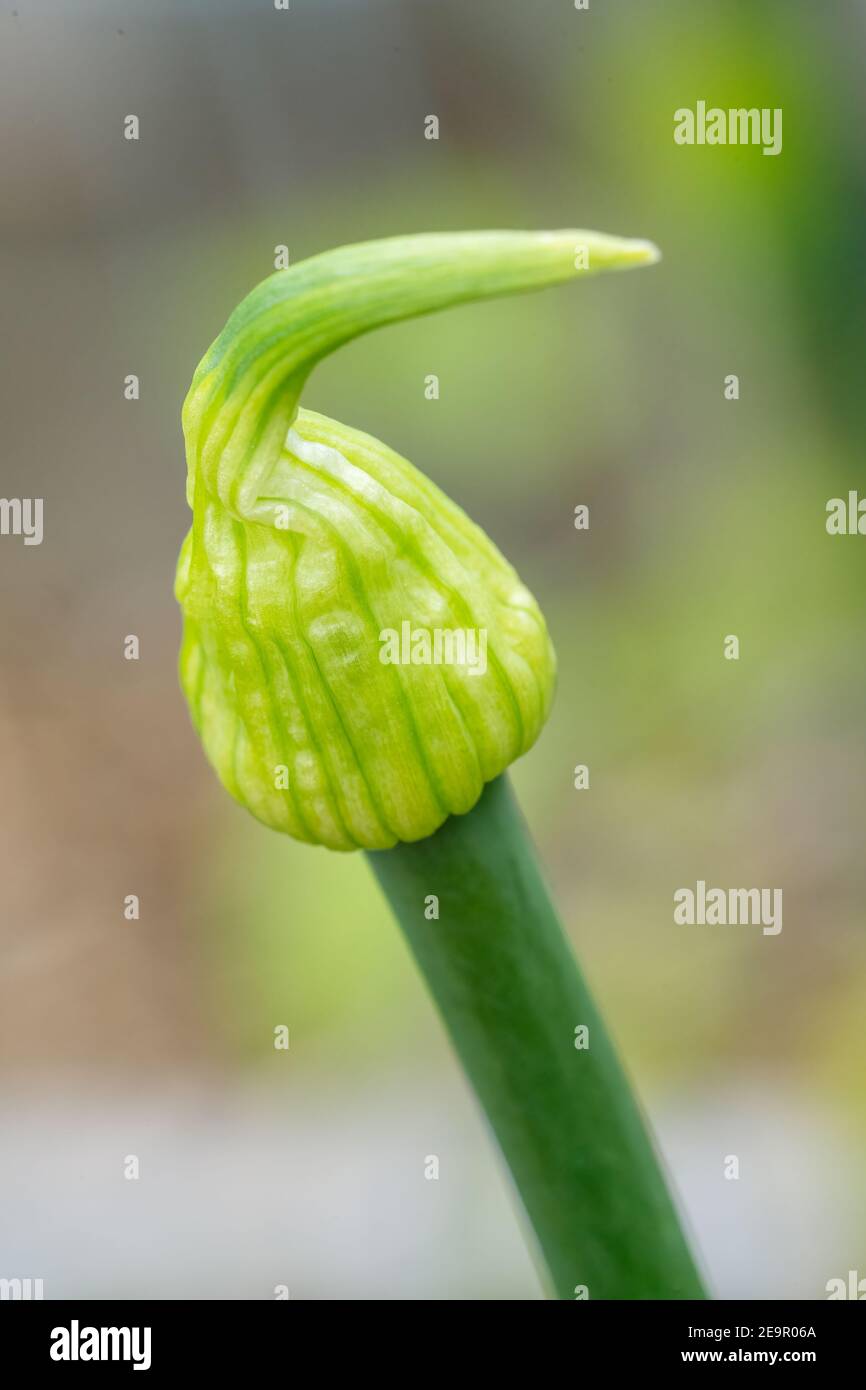 Issaquah, Washington, Onion gone to seed. In the first year onion