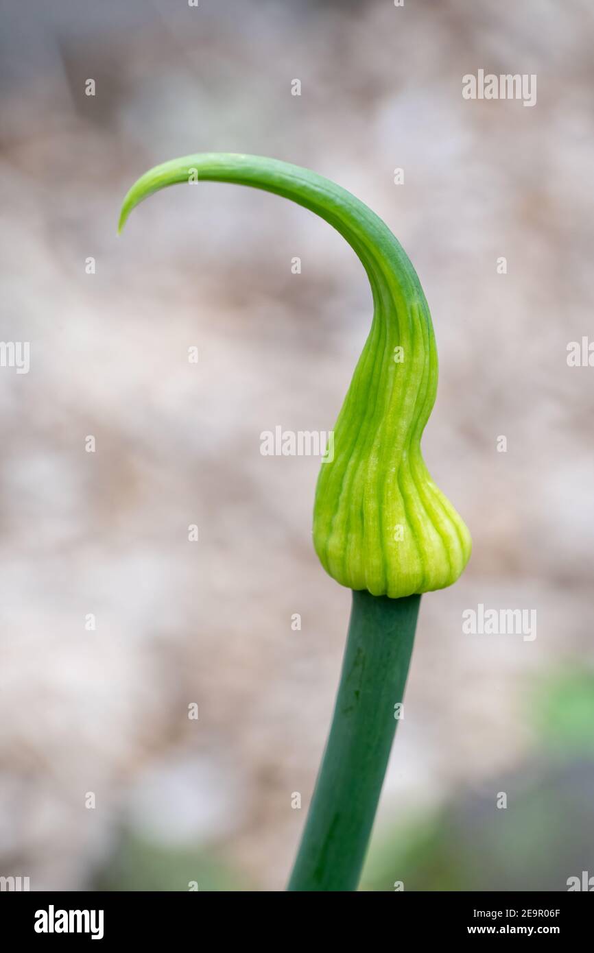 Issaquah, Washington, Onion gone to seed. In the first year onion