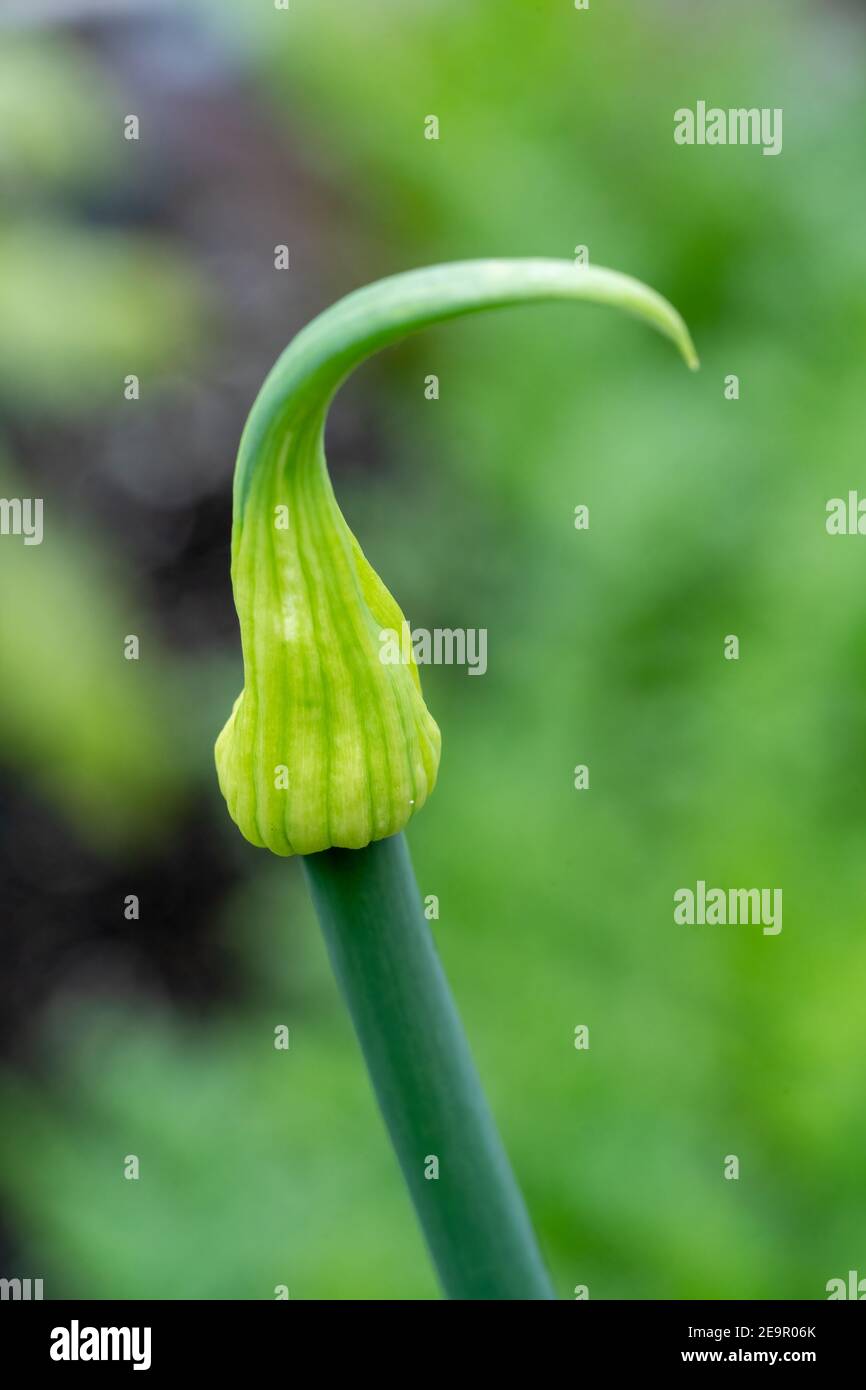 Issaquah, Washington, Onion gone to seed. In the first year onion