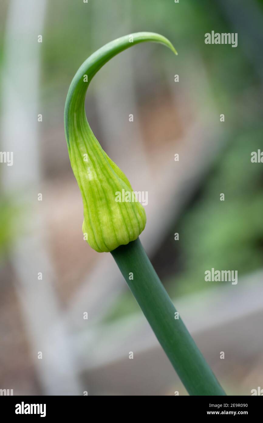 Issaquah, Washington, Onion gone to seed. In the first year onion
