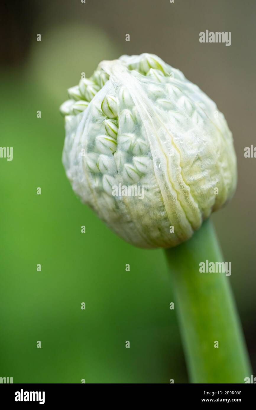 Issaquah, Washington, USA. Onion gone to seed. In the first year onion