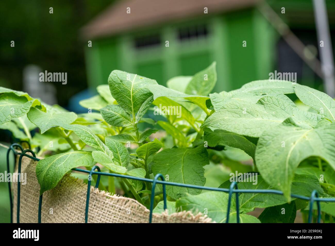 Issaquah, Washington, USA. Potatoes growing in a homemade potato cage