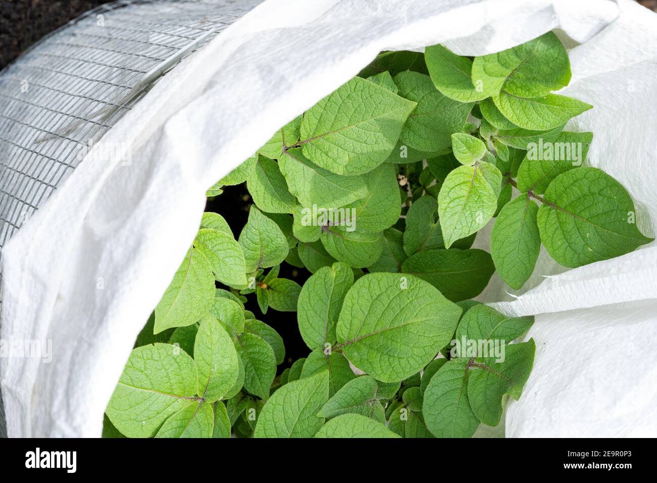 Issaquah, Washington, USA.  Overhead view of potatoes growing in a homemade cage. Stock Photo