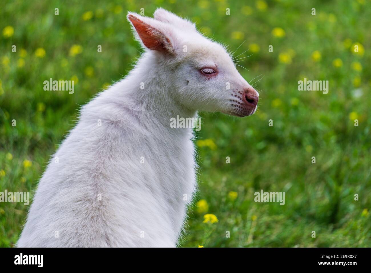 Albino Black Sheep End Of The World Albino Sheep