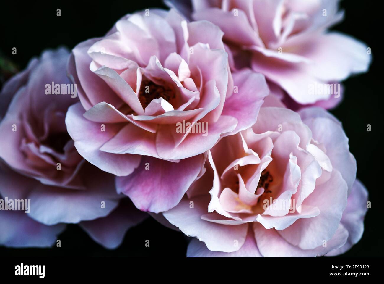Low key roses hi-res stock photography and images - Alamy