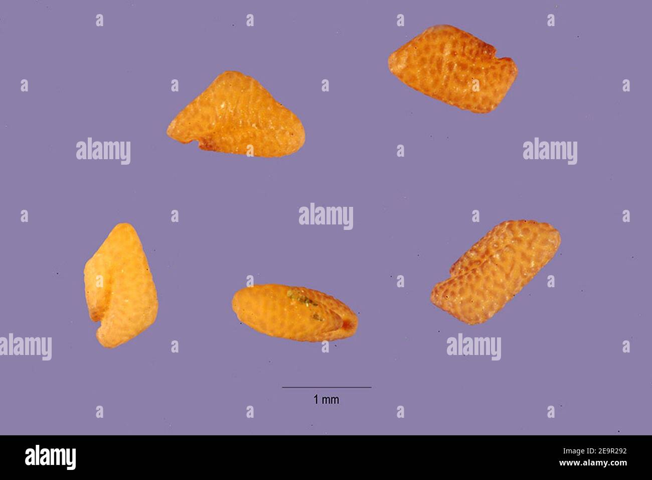 Medicago monspeliaca ARS1 Stock Photo Alamy