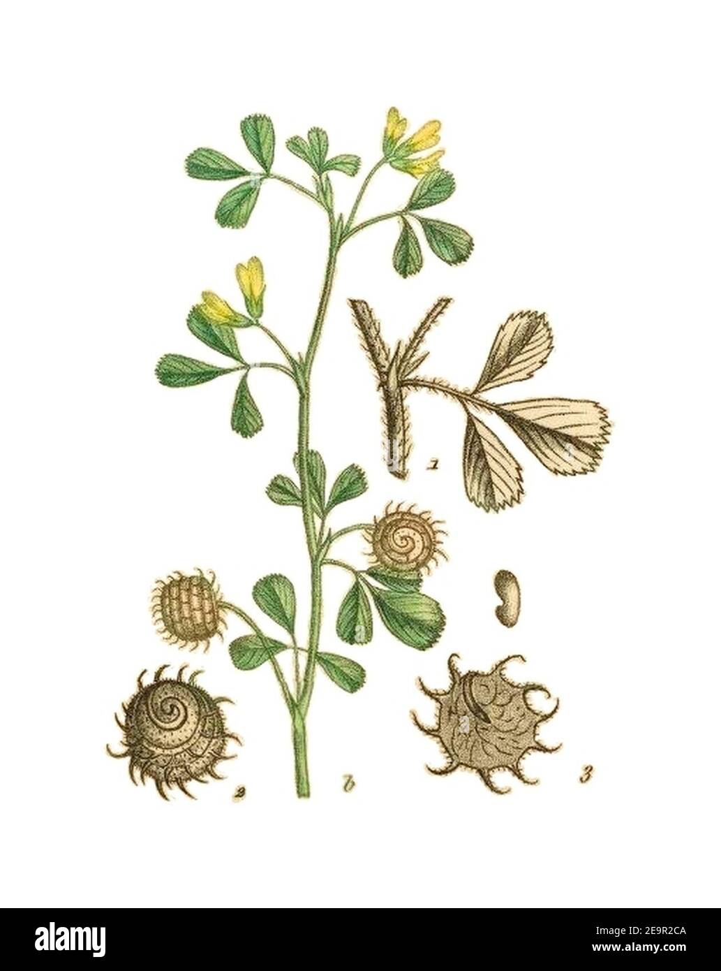 Medicago rigidula—La flore et la pomone françaises. Stock Photo