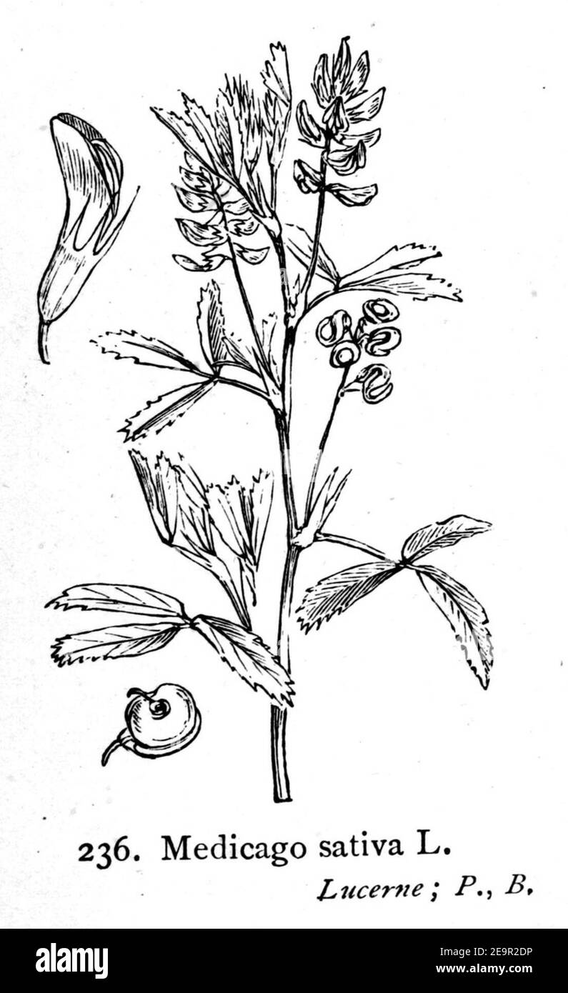 Medicago sativa—Illustrations of the British Flora (1924). Stock Photo
