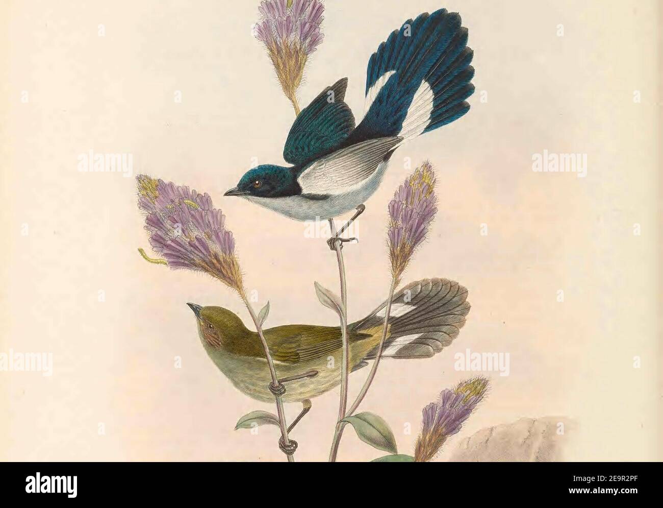 Melanocharis versteri - The Birds of New Guinea (cropped). Stock Photo