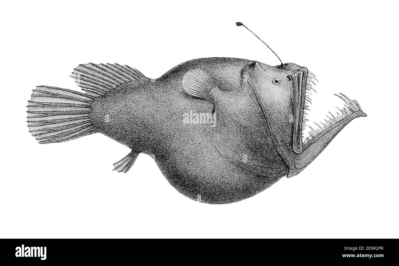 Melanocetus murrayi (Murrays abyssal anglerfish). Stock Photo