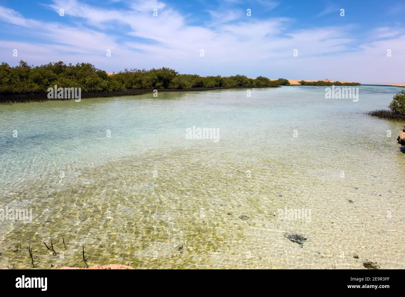 Forest in Ras Mohammed National Park. Mangrove channel Avioennia marina sea coast shore. Sharm el Sheikh, Sinai Peninsula, Egypt. Stock Photo