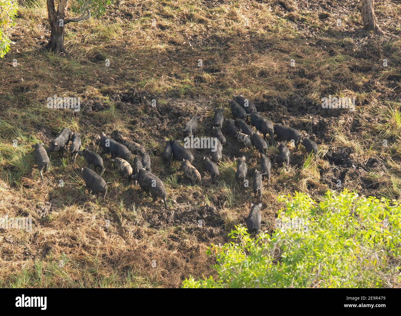 Kakadu National Park Northern Territory, Australia, a large mob of feral wild pigs. Stock Photo