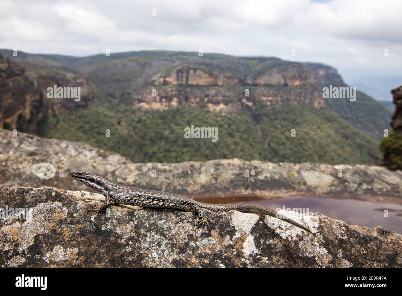 Warm Temperate Water Skink basking with the Blue Mountains escarpment in the background, NSW Australia Stock Photo