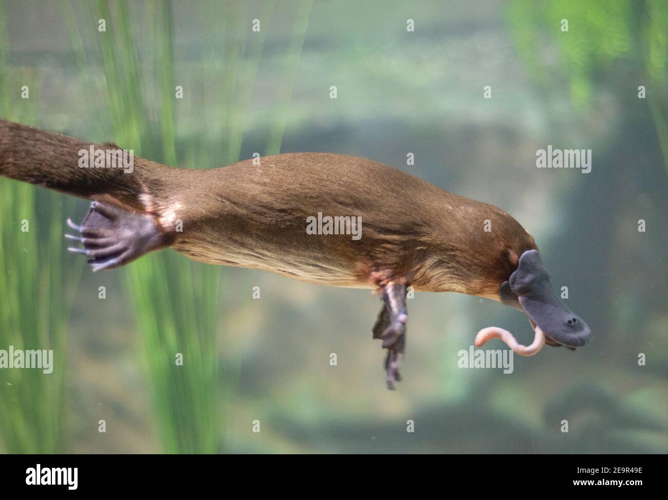 Platypus Eating
