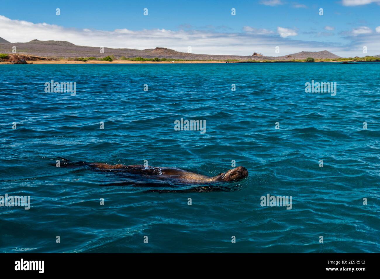 National park of the galapagos hi-res stock photography and images - Alamy