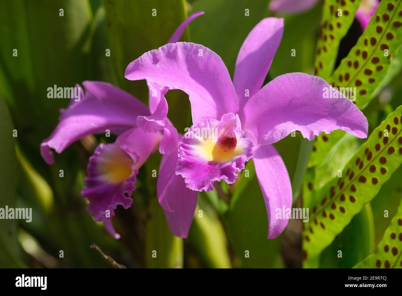 Indonesia Bali Pekutatan - Purple orchid Stock Photo