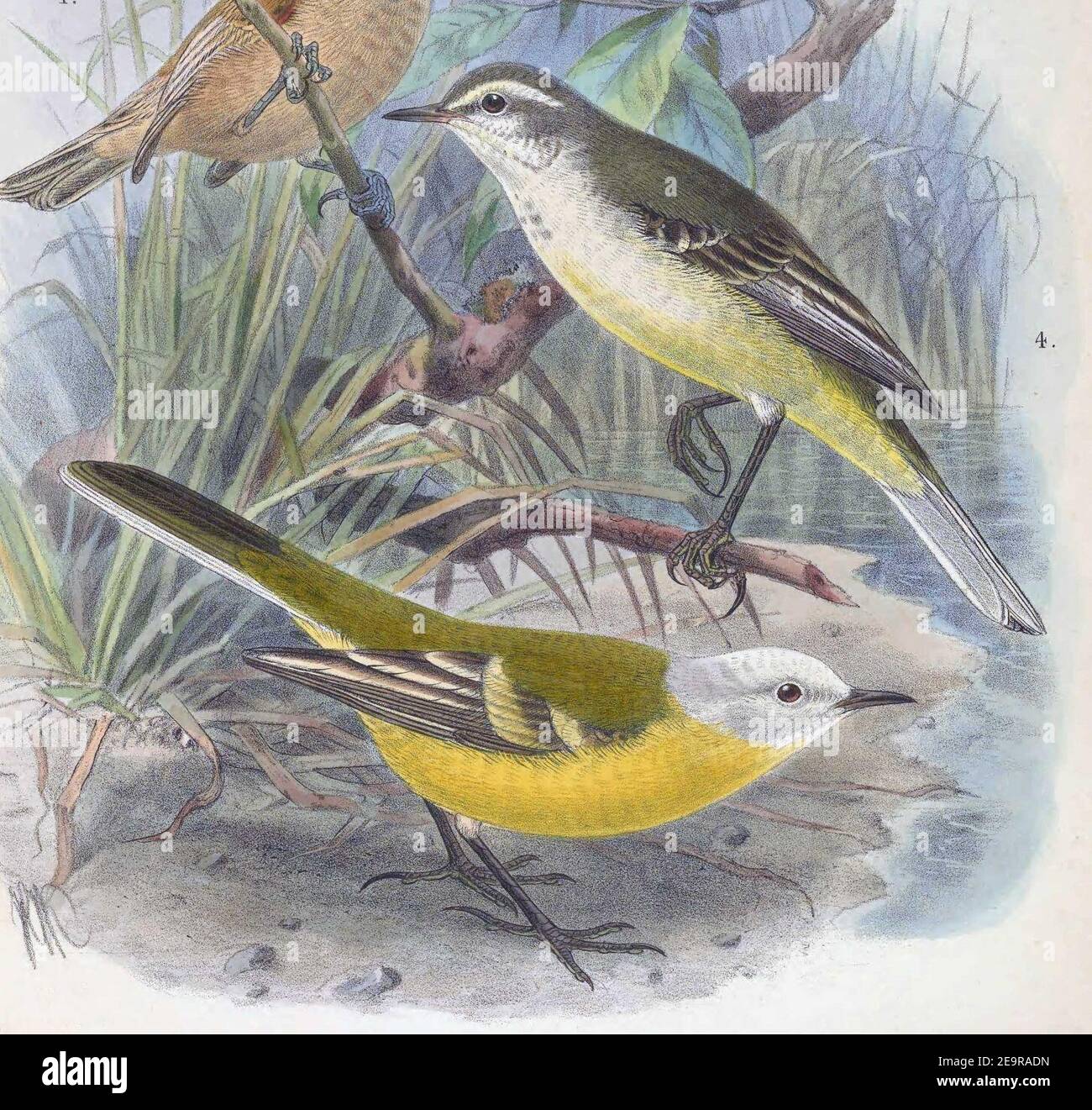 Motacilla flava leucocephala 1889 Stock Photo Alamy