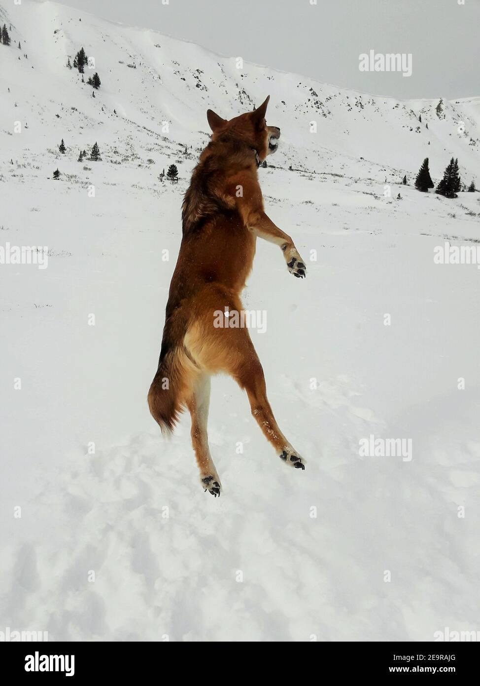 Dog playing in the mountain snow Stock Photo - Alamy
