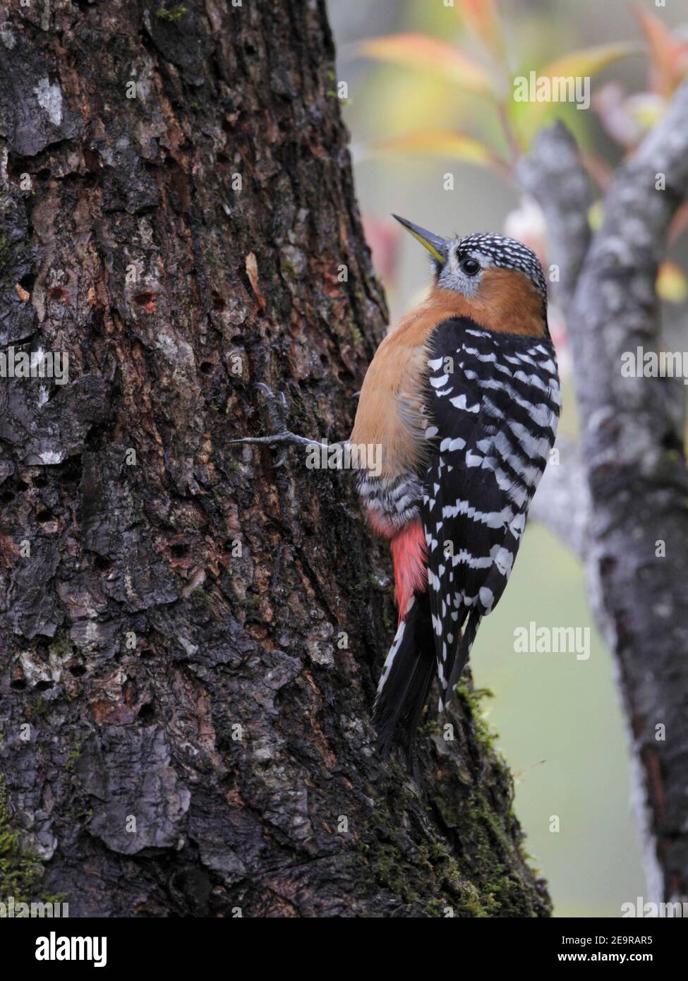 Rufous-bellied Woodpecker (Dendrocopos hyperythrus), female adult on mature pine, Meilixueshan, Yunnan Province, China 4th May 2011 Stock Photo