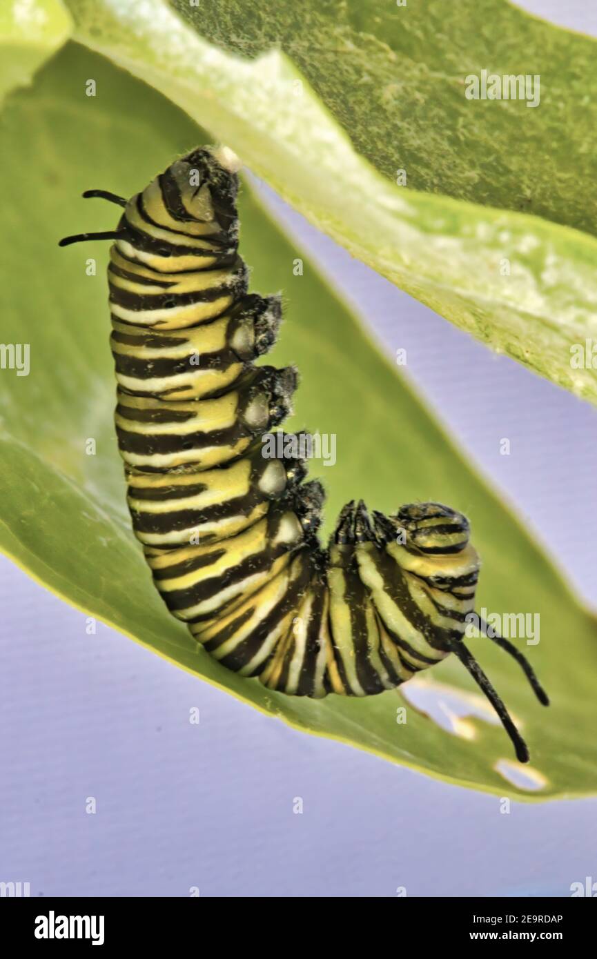 Large, colorful monarch catepillar getting ready to become a chrysalis. Stock Photo
