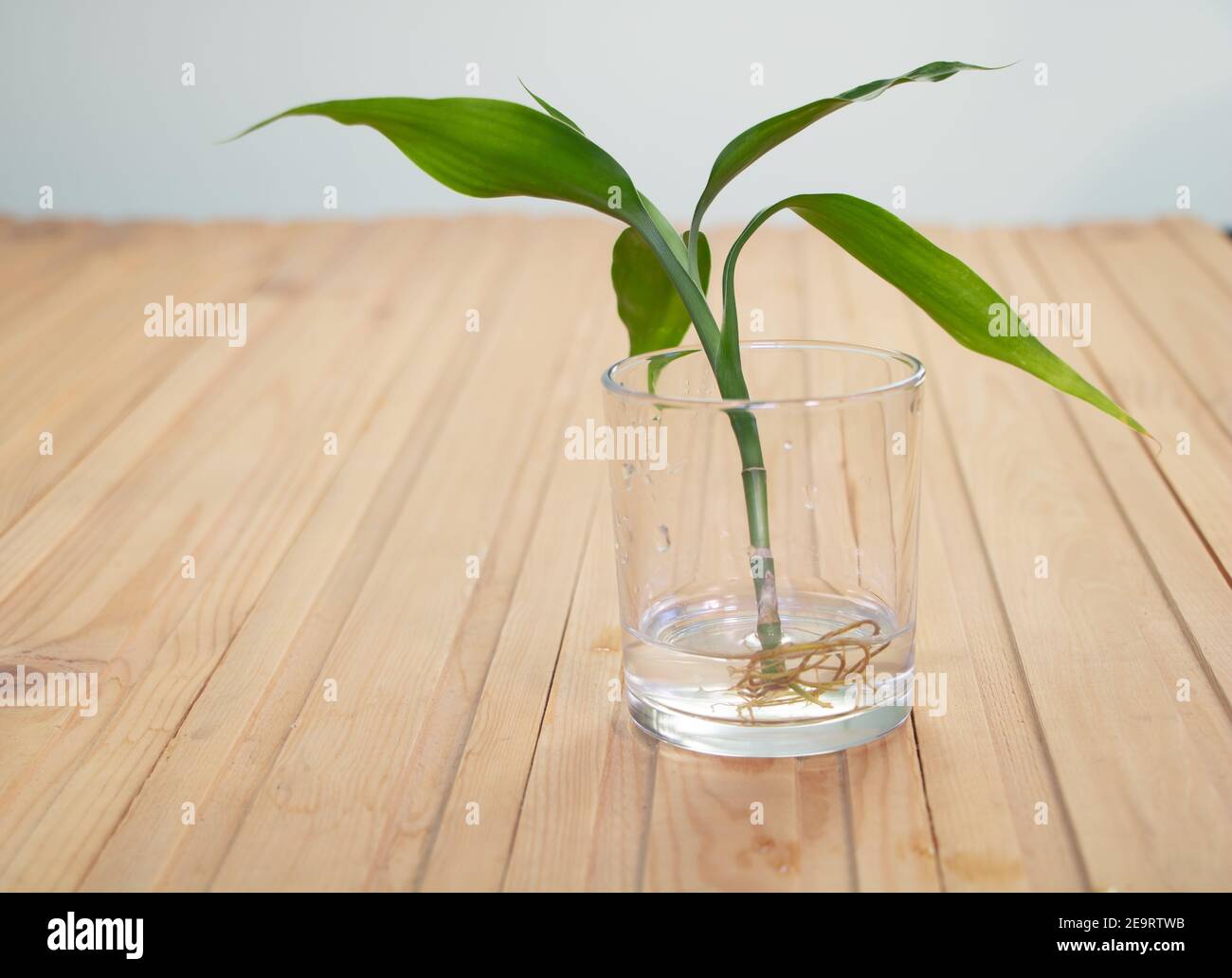 green dragon philodendron Philodendron Dragontail (Philodendron Dragon Tail)  Rolling Greens