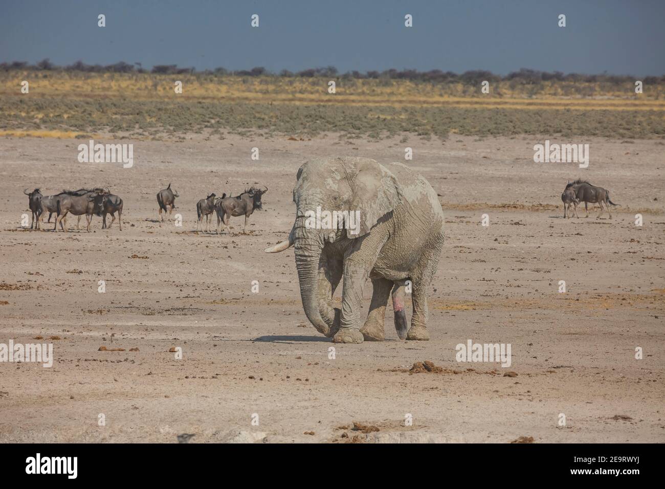 Elephant coming to the waterhole for drinking water in Etosha national Park, Namibia Stock Photo