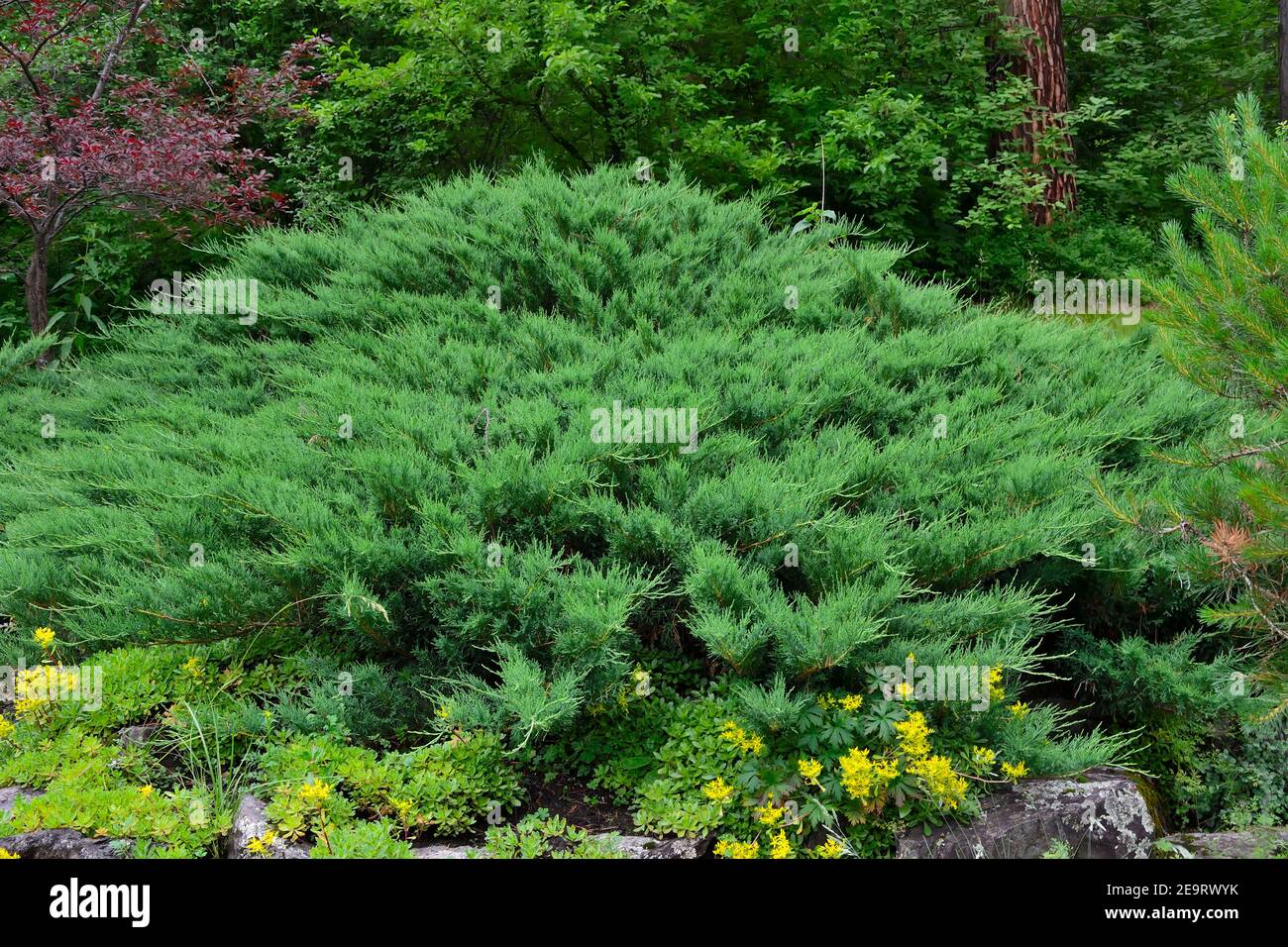 Green horisontal bush of Cossack juniper ( lat. Juniperus sabina) in rocky garden. Juniper is evergreen coniferous plant for Garden art/ design/ lands Stock Photo