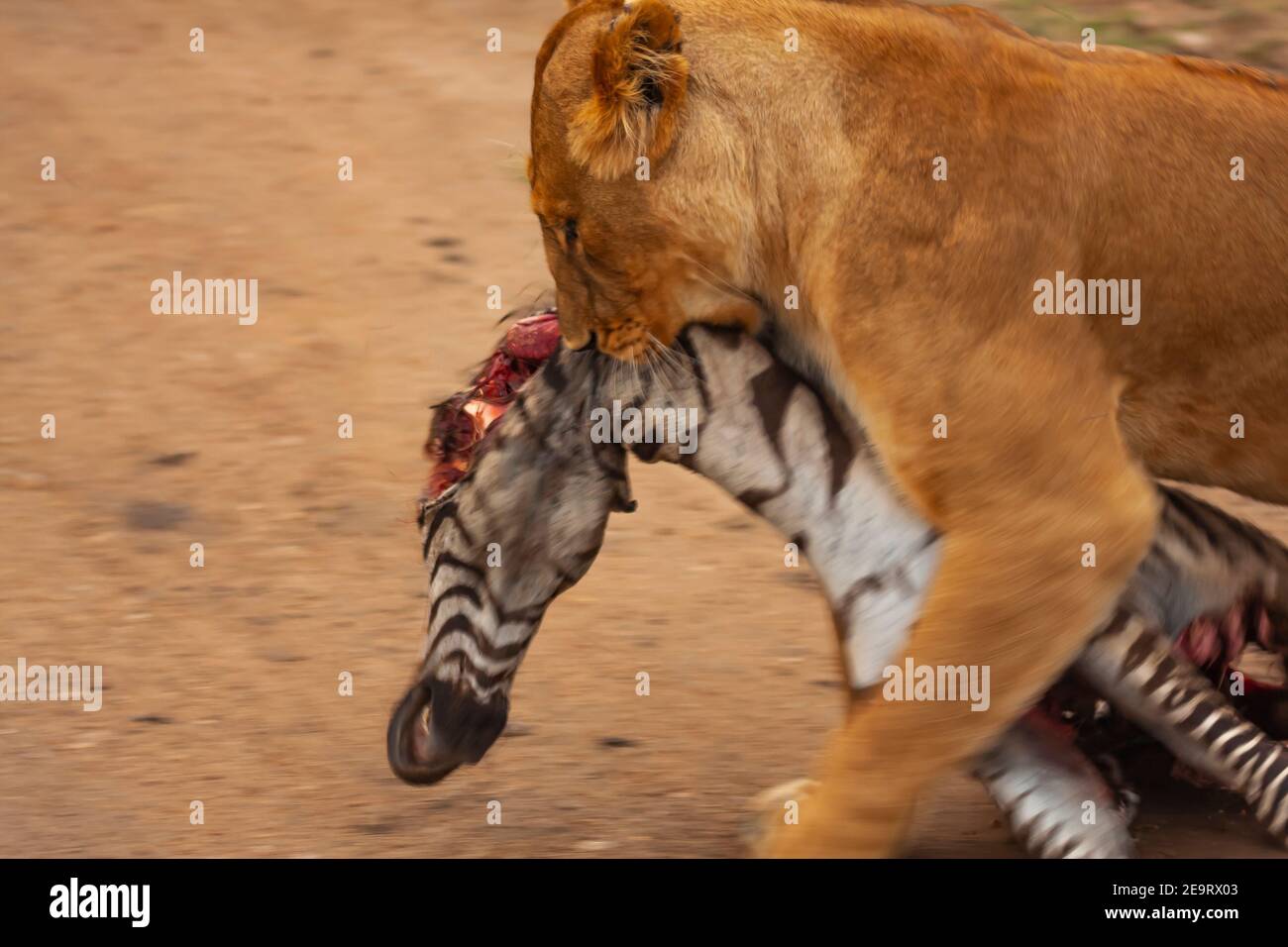 Male lion carrying a kill on savannah in Masai mara Game Reserve, Kenya Stock Photo