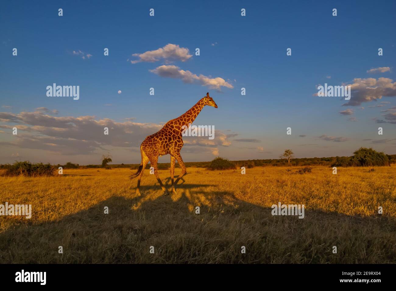 Giraffe in Chobe National Park of Botswana. Stock Photo