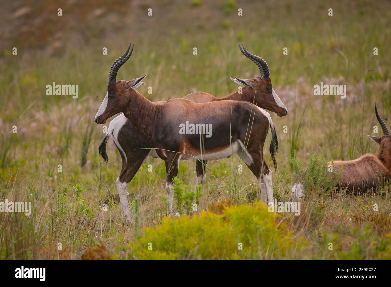 Antelopa grazing in a provate game reserve, South Africa. Stock Photo