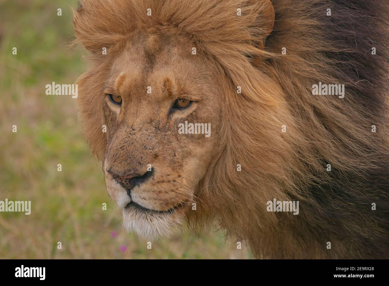 Male lion relaxing on savannah in Masai mara Game Reserve, Kenya Stock Photo