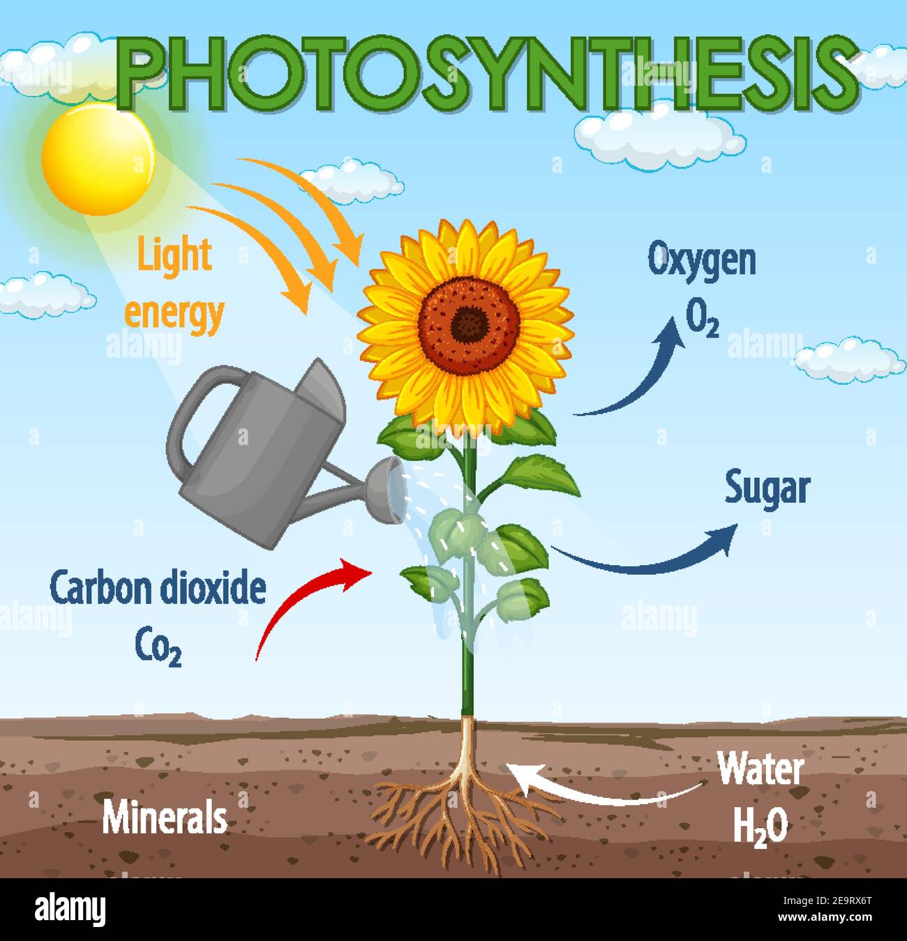 Photosynthesis Diagram High Resolution Stock Photography And Images Alamy
