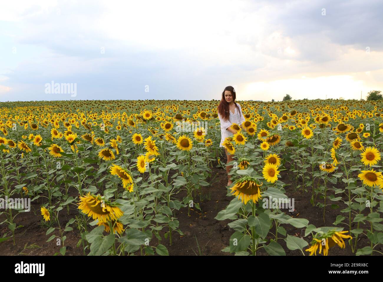 Girl in a white dress in a field of sunflowers Stock Photo - Alamy