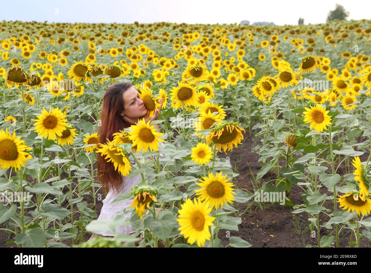 Girl in a white dress in a field of sunflowers Stock Photo - Alamy