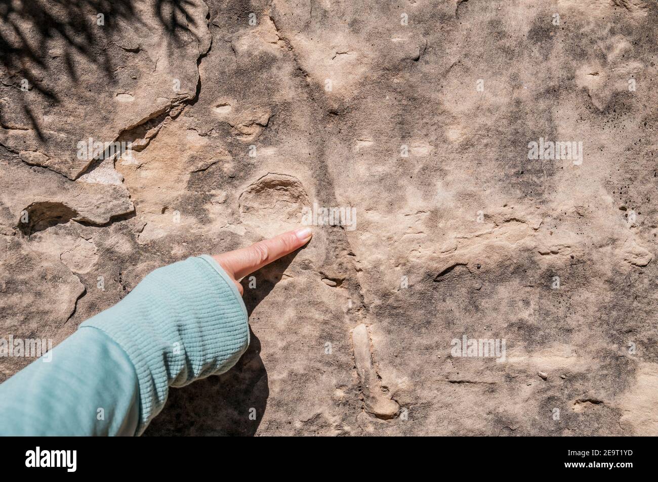 Fossilized burrows hires stock photography and images Alamy