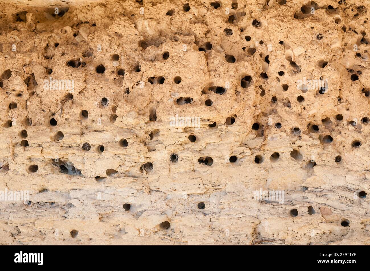 bee nest under a rock, Antophora sp, Catalonia, Spain Stock Photo