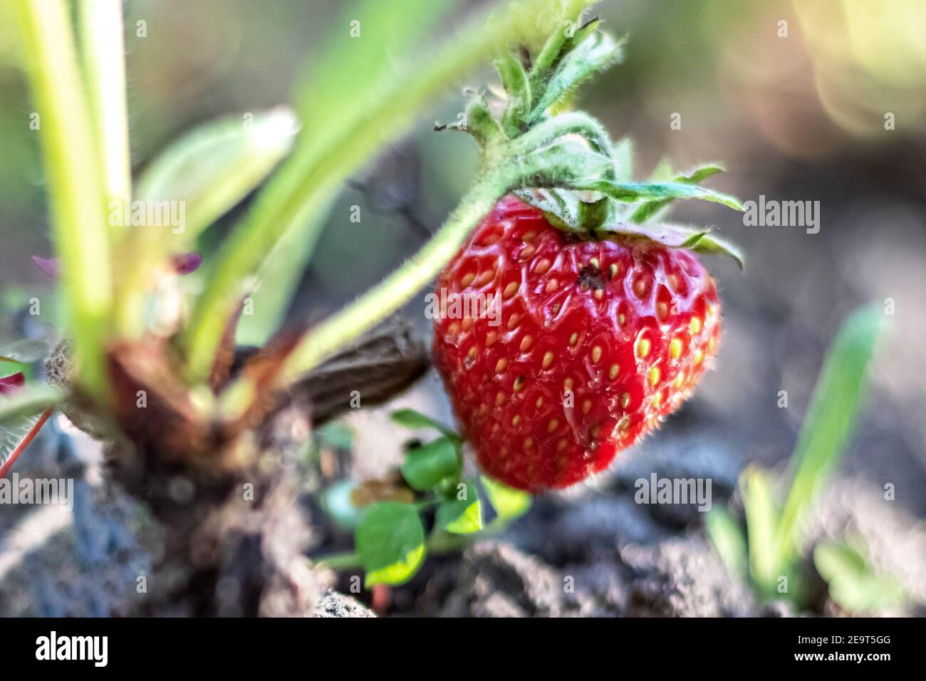 On a blurred background, ripe red strawberries on a bush in the garden ...