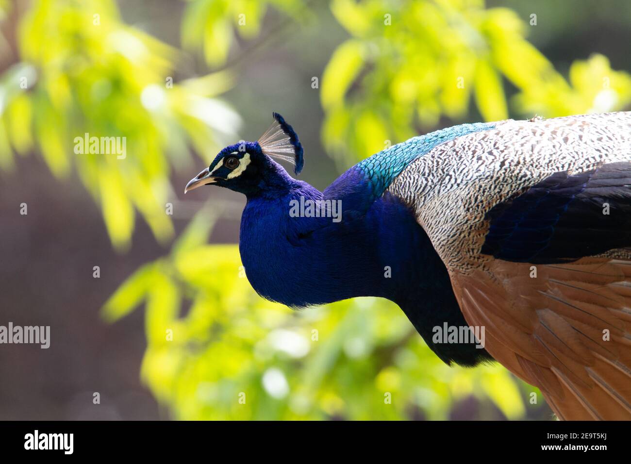 Blue peafowl (Pavo cristatus) head and shoulders of blue peafowl with pale yellow leaves in the background Stock Photo