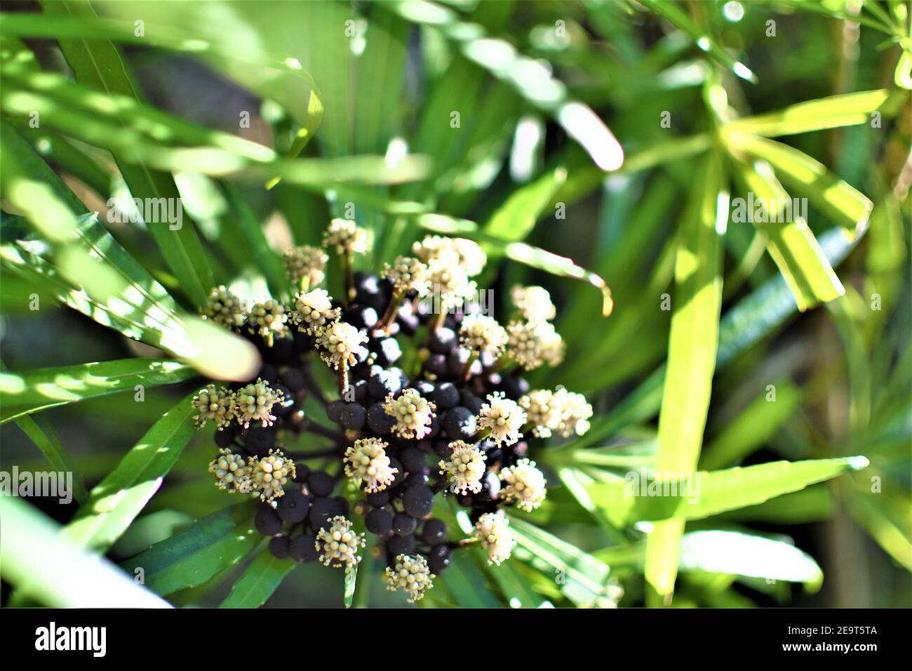 Forest garden green foliage and purple berries Stock Photo