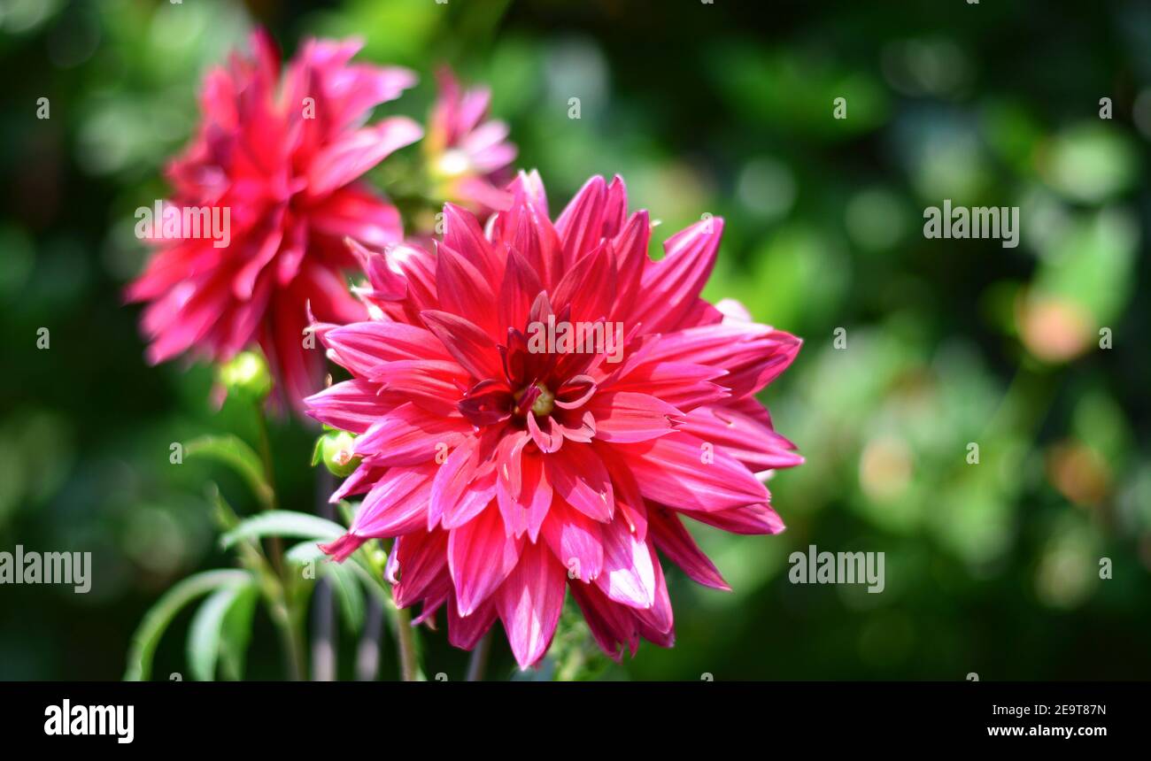 the colors of spring Stock Photo Alamy